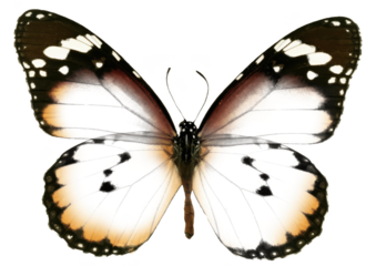 Delicate white and sepia butterfly with fully open wings, subtle ivory gradient fading to warm brown tips and crisp white spots, minimalist nature illustration perfect for bridal, vintage, spa, purity