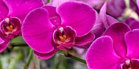 purple-orchid-flower-close-up-phalaenopsis - purple-orchid-flower-close-up-phalaenopsis 