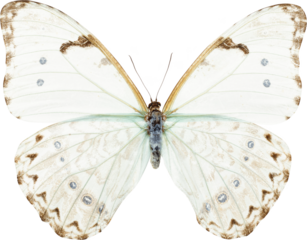 Ethereal pale white butterfly with open wings on soft background, subtle cream patterning, faint blue eyespots and golden edges, dreamy nature illustration ideal for fantasy, bridal, vintage, fairy ta