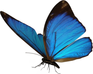 Dynamic bright blue butterfly captured in climbing flight, expansive wings swept upward with rich azure tones and soft brown edges, energetic tropical insect illustration symbolizing freedom, adventur