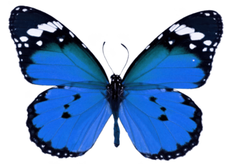 Brilliant blue butterfly with open wings on white, rich azure to teal gradient and delicate dotted tips, striking fantasy insect illustration perfect for calm, trust, inspiration, ocean themes, fashio