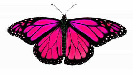 Vibrant Pink Monarch Butterfly With Outstretched Wings On A Clean White Background, Showcasing Bold Black Veins, Delicate Wing Patterns And Elegant Symmetry In A Bright, Modern PNG Illustration

