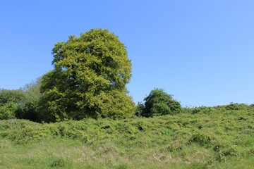 Two trees, one tall, one small, in a meadow on a sunny day in County Meath, Ireland