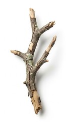 Fototapeta premium Close Up Portrait of Weathered Tree Branches with Bark Texture.