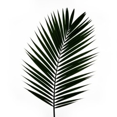 Obraz premium Silhouetted Palm Leaf Silhouette with Bold Green Fronds on White Background.
