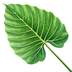 green leaf on white background isolated closeup