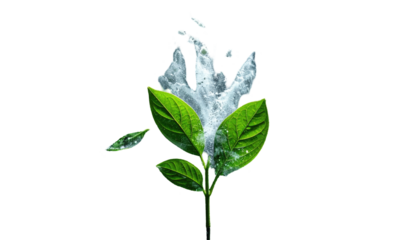 Water erupting from green leaves against a black backdrop