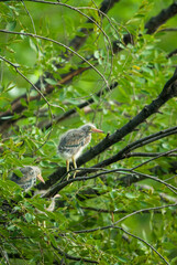 Fuzzy green heron chicks perched on the branches of a green tree