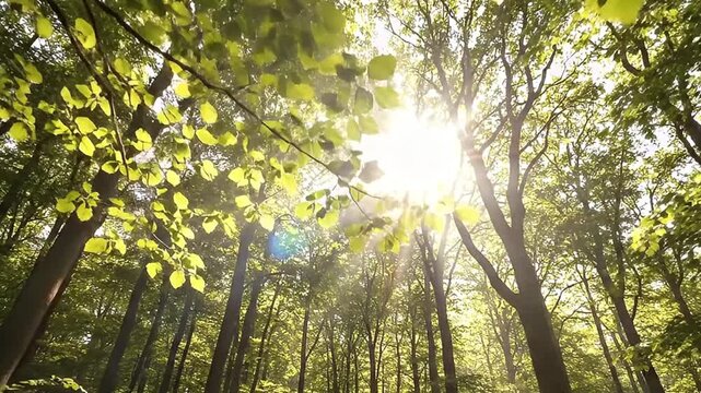 A breathtaking low-angle shot captures the vibrant green canopy of a dense forest, as brilliant sunlight streams through the lush leaves and tall tree trunks. The warm sun creates spectacular lens fla