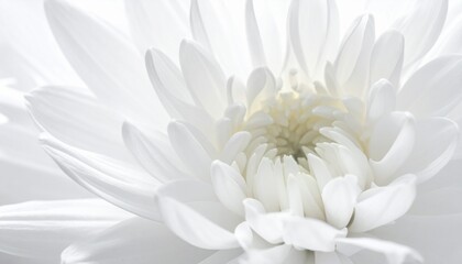 Close-up of a pristine white chrysanthemum flower, showcasing delicate petals and intricate details.