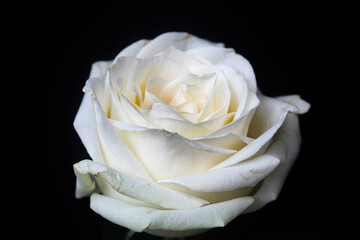 white rose isolated on black background