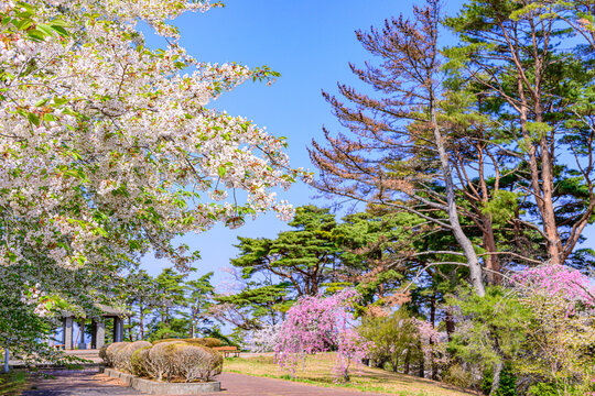 宮城県七ヶ浜町 春の君ケ岡公園
