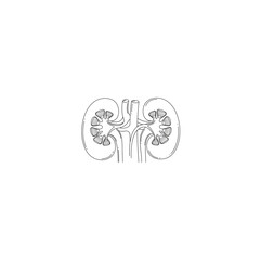 Human Kidneys Internal Structure Line Art Vector Illustration
