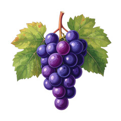 Fototapeta premium Bunch of Purple Grapes with Leaves.