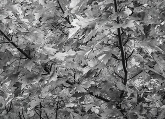 The beautiful colours of sugar maple tree during autumn in Ontario, Canada