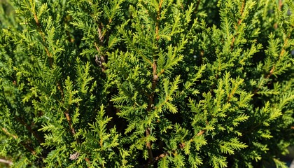 Close-up of dense green evergreen shrub foliage showing textured conifer branches and vibrant sunlit leaves
