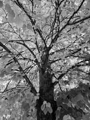 The Katsura deciduous tree with leaves changing colour during autumn in Ontario, Canada