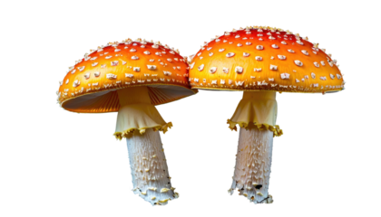Two vibrant, spotted mushrooms with orange caps and white stems
