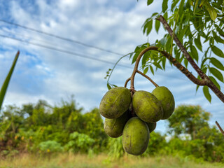 Closeup of ripe ambarella fruit hanging on a tree branch, ready to harvest. Tropical fresh kedondong growing naturally in outdoor indonesian garden