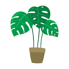 Monstera Plant in Pot Illustration