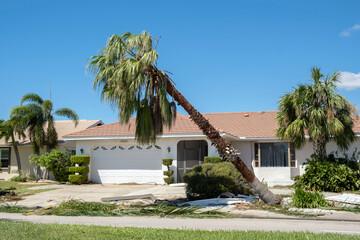 Tree removal after hurricane damage to palm tree in Florida home backyard. Fallen down debris after...
