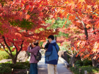 名古屋の観光名所徳川園の鮮やかな紅葉の風景を楽しむ観光客の姿