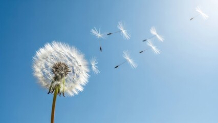 Close-up of a dandelion head with seeds dispersing against a vibrant, bright blue sky
