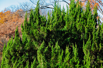 Scenery of the dragon Juniper tree in the forest park in autumn.