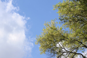 Fototapeta premium Looking up to bright blue sky with white cloud and green tree branch feeling peaceful calm and relax in summer spring season day outdoor nature background with copy space