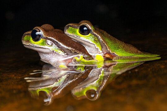 Australian Blue Mountains Tree Frogs in amplexus