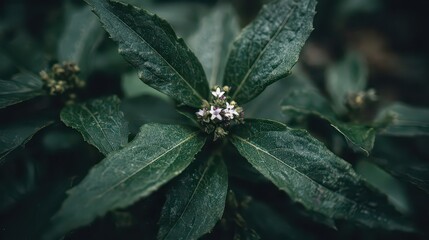 Sparkling Green Leaves with Tiny White and Lavender Flowers in Center Macro Shot with Moody Lighting