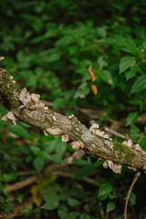 Small fungi and plant growth on a fallen tree branch in a lush forest, highlighting natural decay and woodland ecology