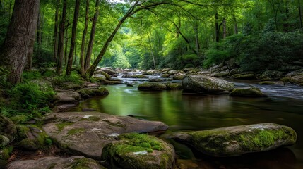 Obraz premium Lush Green Forest Landscape with Mossy Rocks and Flowing River in Sunlight