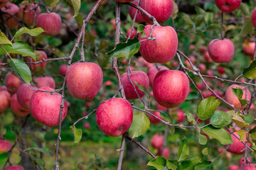Delicious Fuji apples ripening beautifully in the orchard.
