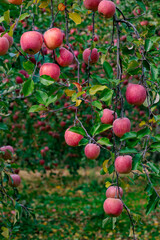 Delicious Fuji apples ripening beautifully in the orchard.