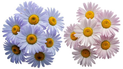 Clusters of light purple and pink daisies with yellow centers on a transparent background daisy flower isolated on a transparent background