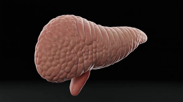 Pancreas Diagram Isolated 3D Model of the Pancreas Organ - Simple, High-Quality Render of the Organ for Anatomical Study and Medical Illustration