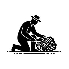 Harvesting cabbage in the garden farmer vector illustration