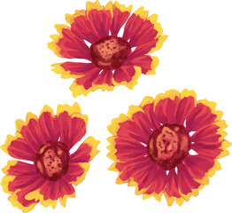 Blanket Flower Gaillardia Botanical Painting