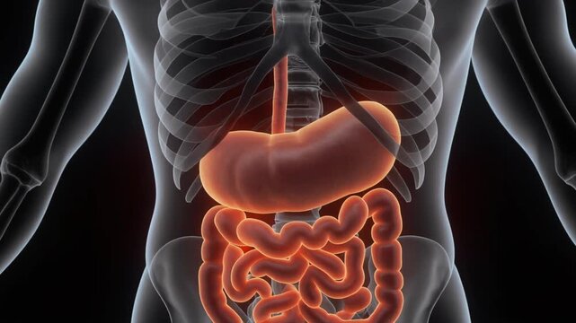 Pancreas Diagram Abstract View of Internal Organ Space - Blank or Conceptual 3D Background for Placing Medical Text or Data Related to Pancreatic Health