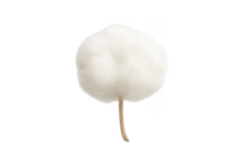 Cotton boll natural fiber plant with stem