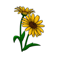 Two cheerful sunflowers, with vibrant yellow petals and dark brown centers, stand tall on slender green stems, evoking a sense of natural beauty and summer warmth