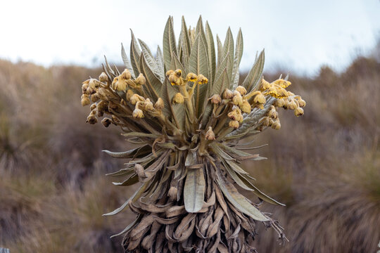Frailej&oacute;n en el p&aacute;ramo de nevado del Ruiz, frailej&oacute;n, conservaci&oacute;n, flora