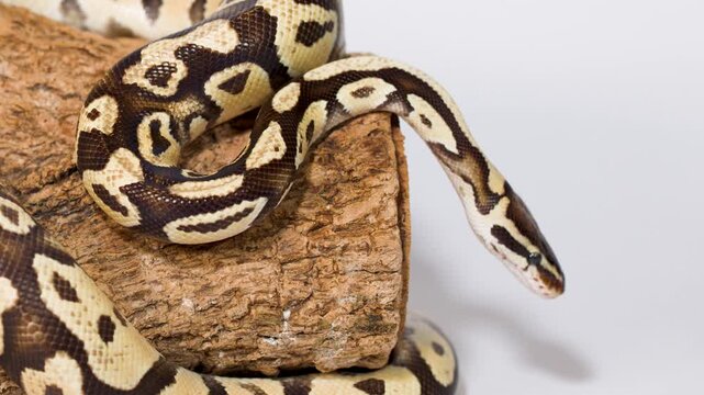 Ball python exploring wooden perch in studio closeup