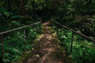 Serene Pathway Through Lush Forest Leading to Waterfall in Thailand