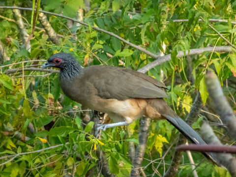A profile shot captures a brown chachalaca with a grey head and red eye ring resting on a branch amidst lush tropical leaves and blossoms in Huatulco, Oaxaca, Mexico.
