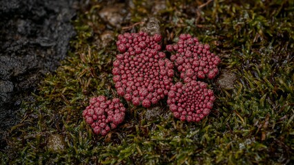 Natural abstract texture: vibrant red marine buds contrasting wet dark green seaweed.