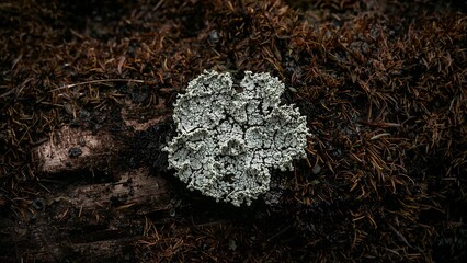 Moody macro view of textured white lichen contrasting dark wet forest debris.