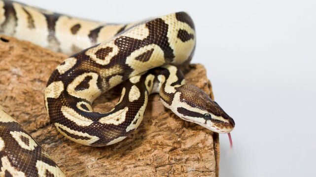 Ball Python Slowly Crawling Over Cork Bark Perch