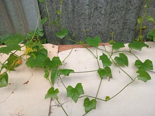 autumn leaves on a wooden background